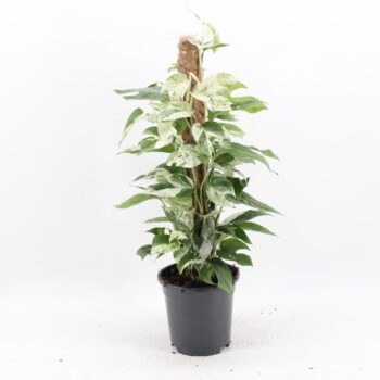Epipremnum Pinnatum Marble Variegata mosstok
