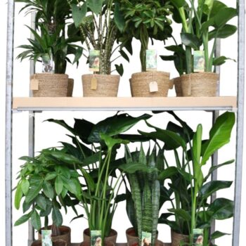 Green is...mixkar p21 zeegrasmand