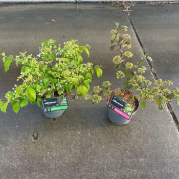 Viburnum plicatum mix