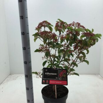 Viburnum dilatatum 'Sealing Wax' C5