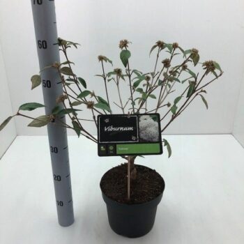 Viburnum 'Eskimo' C5