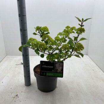 Viburnum plicatum 'Grandiflora' C5