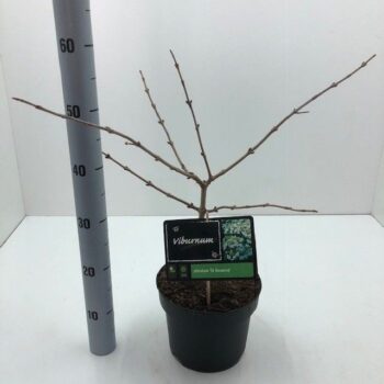 Viburnum plicatum 'St Keverne' C5