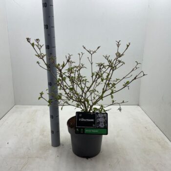 Viburnum plicatum 'Watanabe' C5