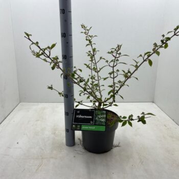 Viburnum plicatum 'Mariesii' C5