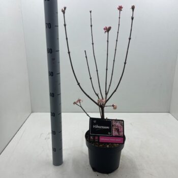 Viburnum bodnantense 'Charles Lamont' C5