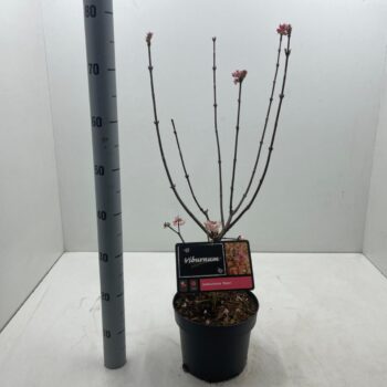 Viburnum bodnantense 'Dawn' C5