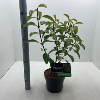 Viburnum odoratissimum 'Awabuki' C5