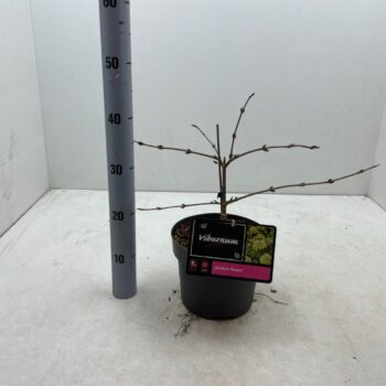 Viburnum plicatum rosace