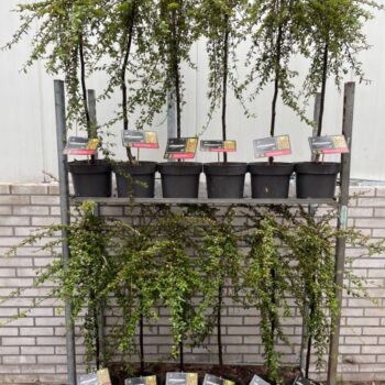 Cotoneaster suecicus 'Coral Beauty' C5 Kar