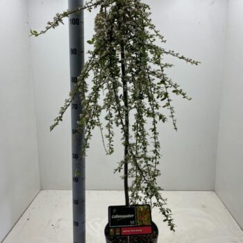 Cotoneaster suecicus 'Coral beauty' C5