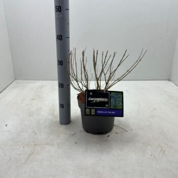 Caryopteris x clandonensis 'Kew Blue' C3