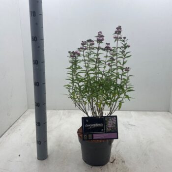 Caryopteris x clandonensis 'Stephi' C3