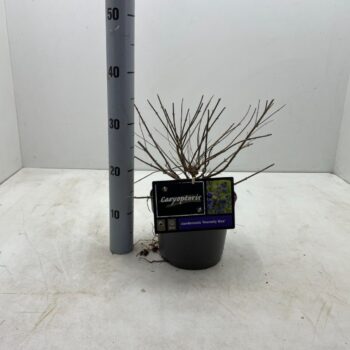 Caryopteris x clandonensis 'Heavenly Blue' C3