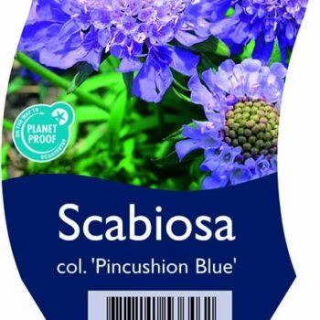 Scabiosa col. 'Pincushion Blue'