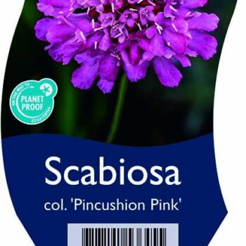 Scabiosa col. 'Pincushion Pink'