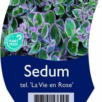 Sedum tel. 'La Vie en Rose'