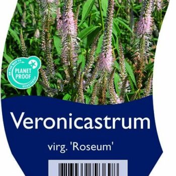 Veronicastrum virg. 'Roseum'