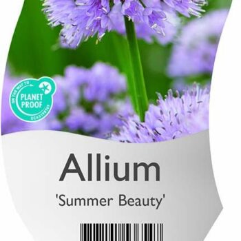 Allium 'Summer Beauty'