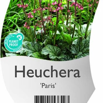 Heuchera 'Paris'