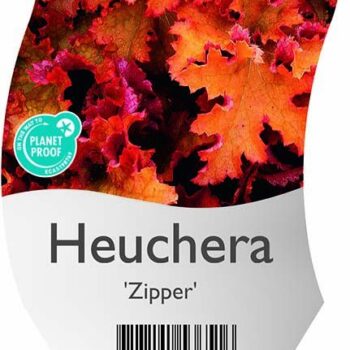 Heuchera 'Zipper'