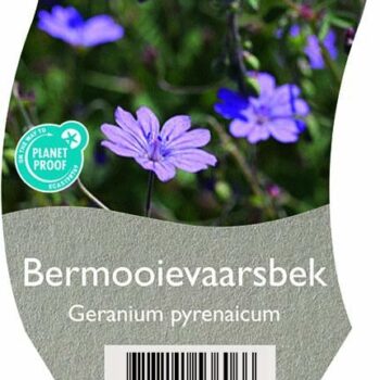 Geranium pyrenaicum
