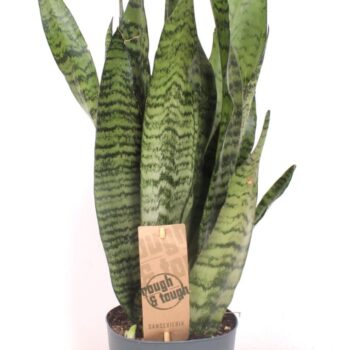Sansevieria zeylanica XL