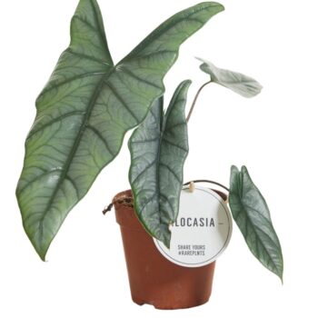 Alocasia Heterophylla