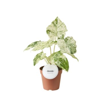 Alocasia Macrorrhiza Splash