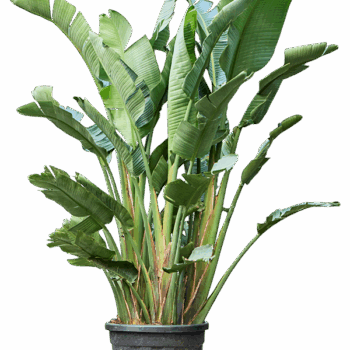 Strelitzia nicolai (250-350cm) 3-5pp