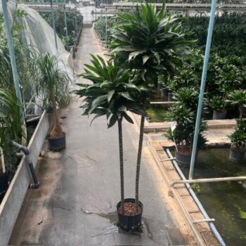 Drac green jewel (120/90) 22/19 h170