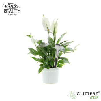 Spathiphyllum 13 cm Bellini Make Upz Zilveren Glitters