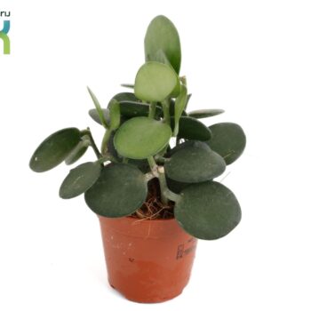 Xerosicyos danguyi (Silver Dollar)