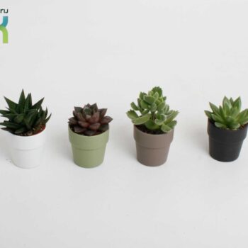 Succulenten in Sven kleuren mix