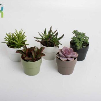 Succulenten mix in Sven kleuren mix