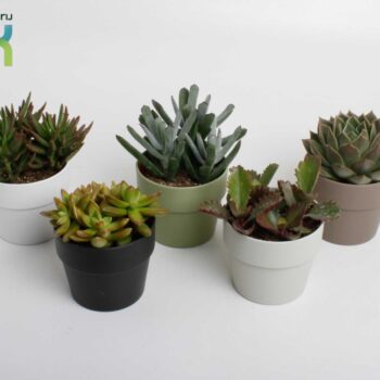 Succulenten mix in Sven kleuren mix