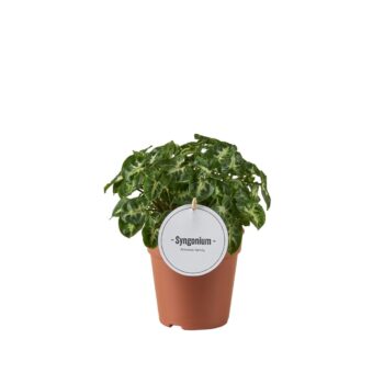 Syngonium Snow Country