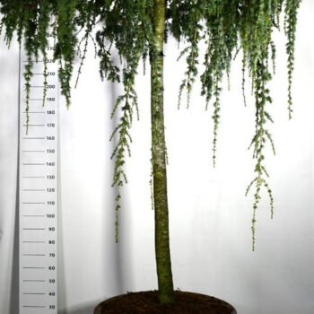 Cedrus atl. 'Glauca Pendula'