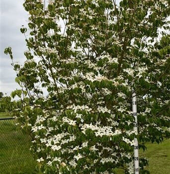 Cornus k. 'Milky Way'