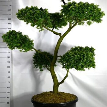 Ulmus "jaqueline Hillier"