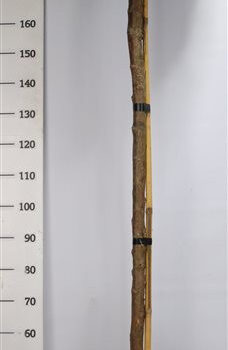 Thuja occ. &#039;Aurea Nana&#039;