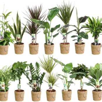 Green is...mixkar p17 zeegrasmand