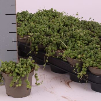 Senecio rowleyanus 8,5 cm