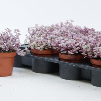 Callisia repens rosato