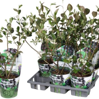 Aronia Little Helpers Bio P14 potcover