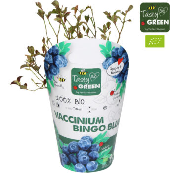 Vaccinium cor. 'Bingo Blue' Bio P14 potcover