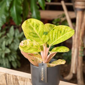 Aglaonema Apple Fantasy