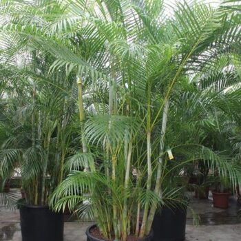 Dypsis lutescens