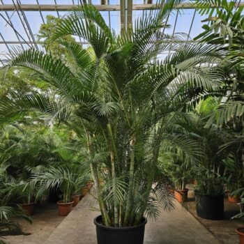 Dypsis lutescens (Areca)