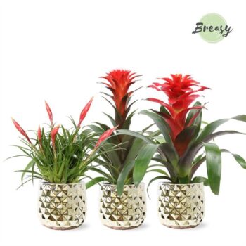 Bromelia Royal Xmas Royal Crown